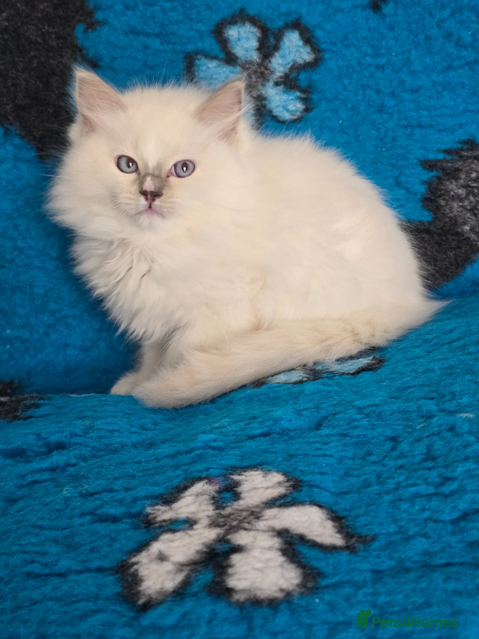 Ragdoll cats Ragdoll boys - Advert 8