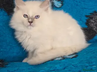 Ragdoll cats Ragdoll boys - Advert 8