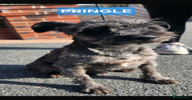 Miniature Schnauzer dogs - Advert 1