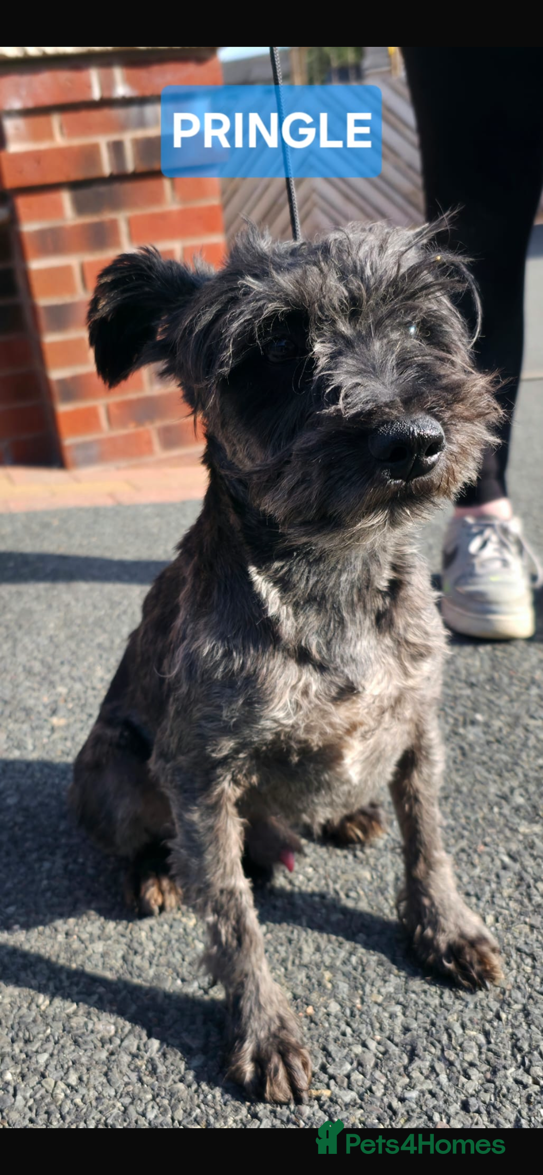 Miniature Schnauzer dogs for sale: Miniature schnauzer  - Image 3