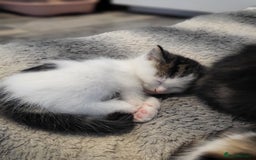 Mixed Breed cats for sale: 3 kittens available  - Image 5