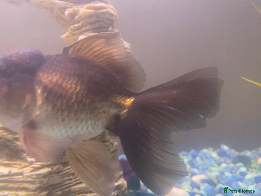 Fancy Goldfish fish for sale: 3x  Orandas / 1x chocolate  - Image 6