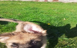 German Shepherd dogs for sale: Straight back gsd puppies  - Image 9