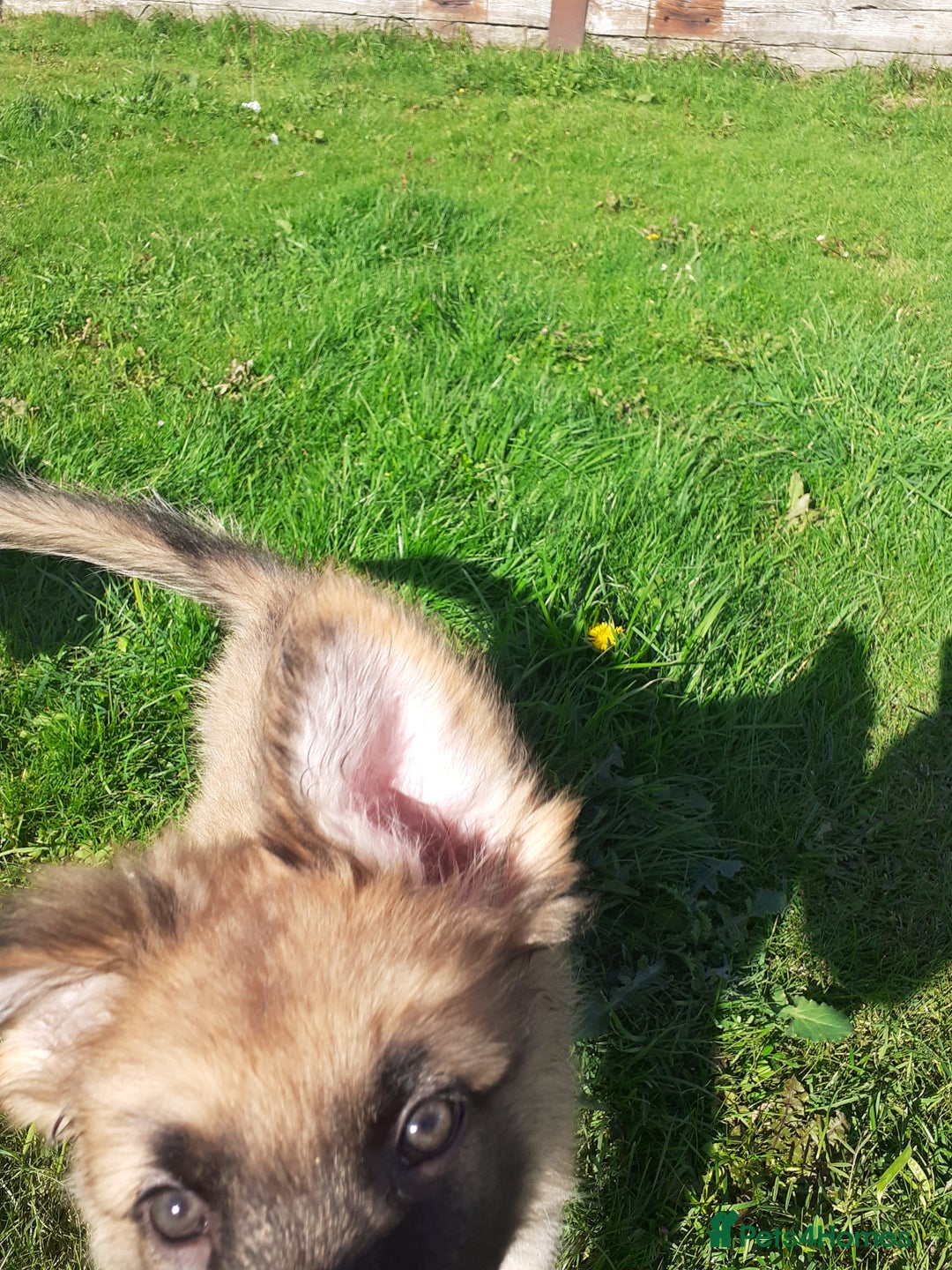 German Shepherd dogs for sale: Straight back gsd puppies  - Image 9
