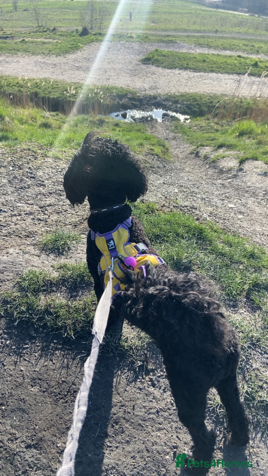 Cockapoo dogs for sale: Cockapoo for sale  in Barnsley - Advert 2