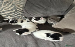 Mixed Breed cats for sale: Ragdoll cross - Image 7
