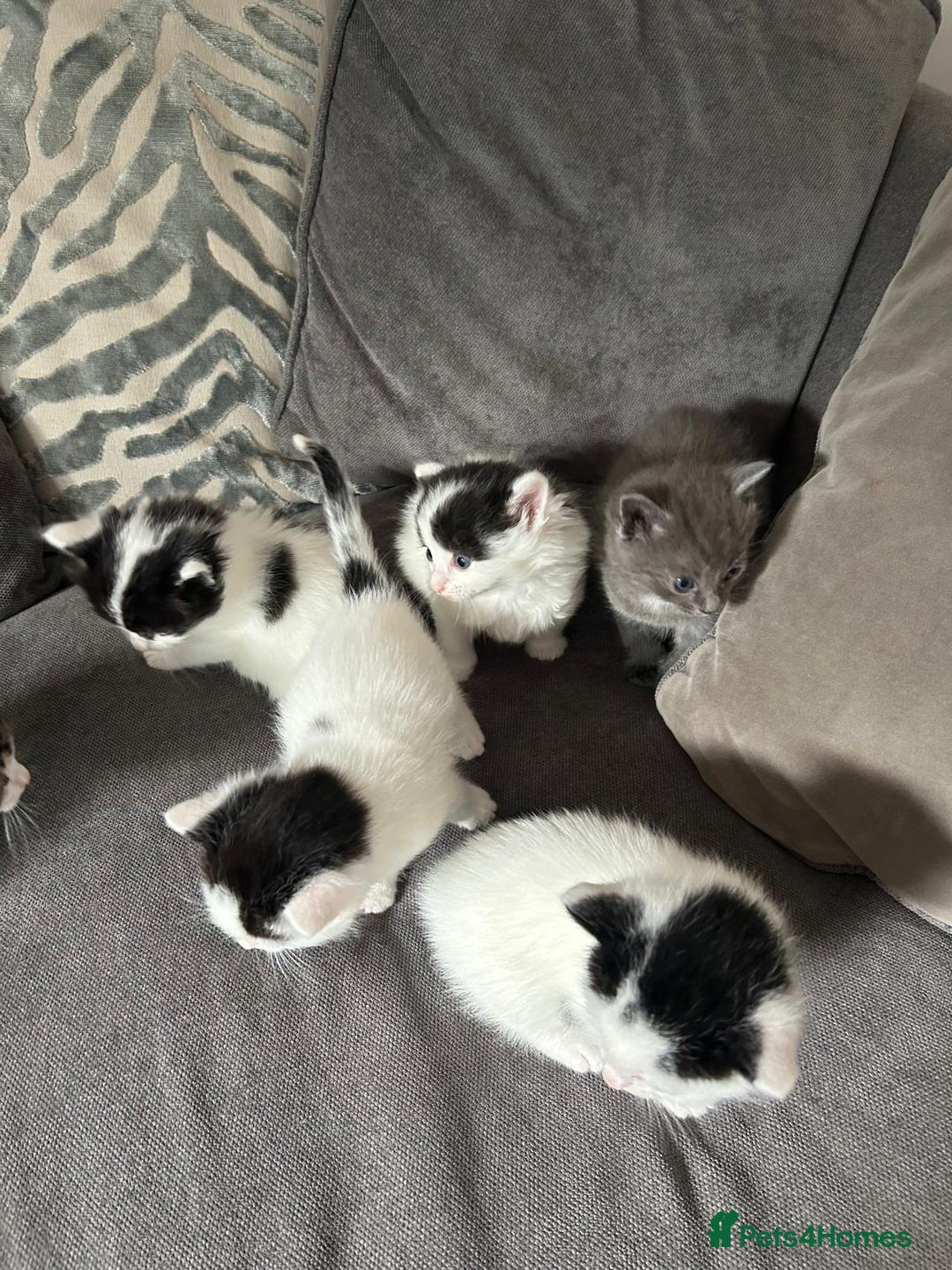 Mixed Breed cats for sale: Ragdoll cross - Image 7