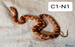 Corn Snake reptiles for sale: Babies Corn Snakes - Image 1