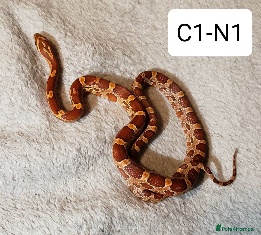 Corn Snake reptiles for sale: Babies Corn Snakes - Image 1