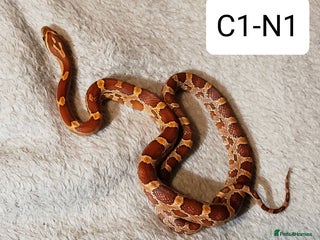 Corn Snake reptiles for sale - Advert 1