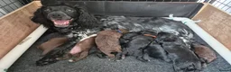 Sprocker dogs for sale: Working Sprocker Spaniels  - Advert 12