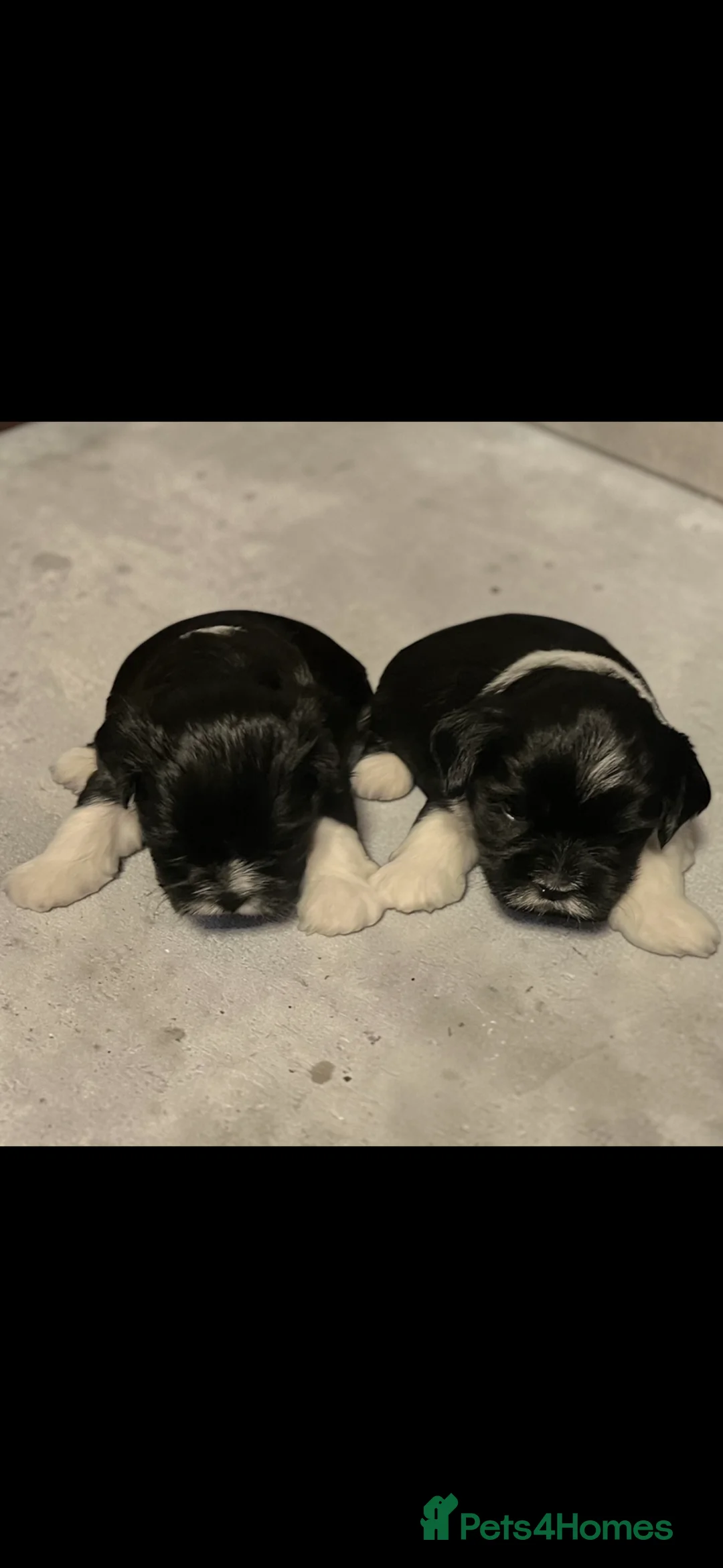 Lhasa Apso dogs for sale: Lhasa apso  - Advert 2