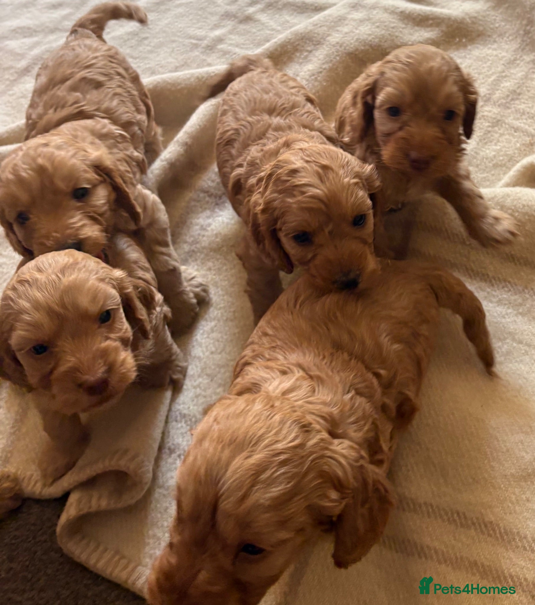 Cockapoo dogs Beautiful cockapoos - Advert 10