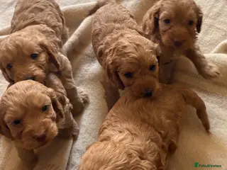 Cockapoo dogs Beautiful cockapoos - Advert 1
