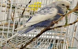 Budgerigars birds for sale: Beautiful Tame Budgies - Image 2