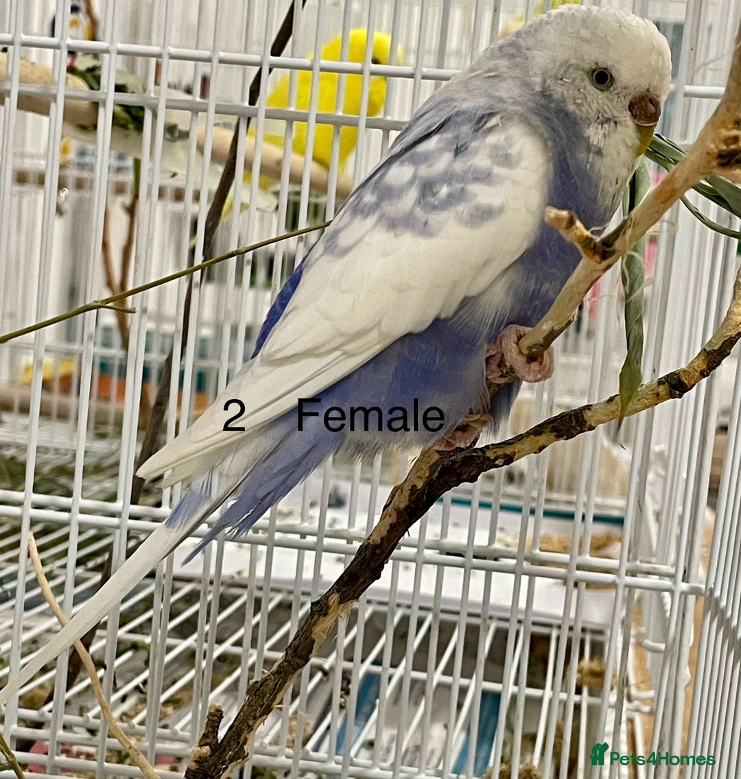 Budgerigars birds for sale: Beautiful Tame Budgies - Image 2