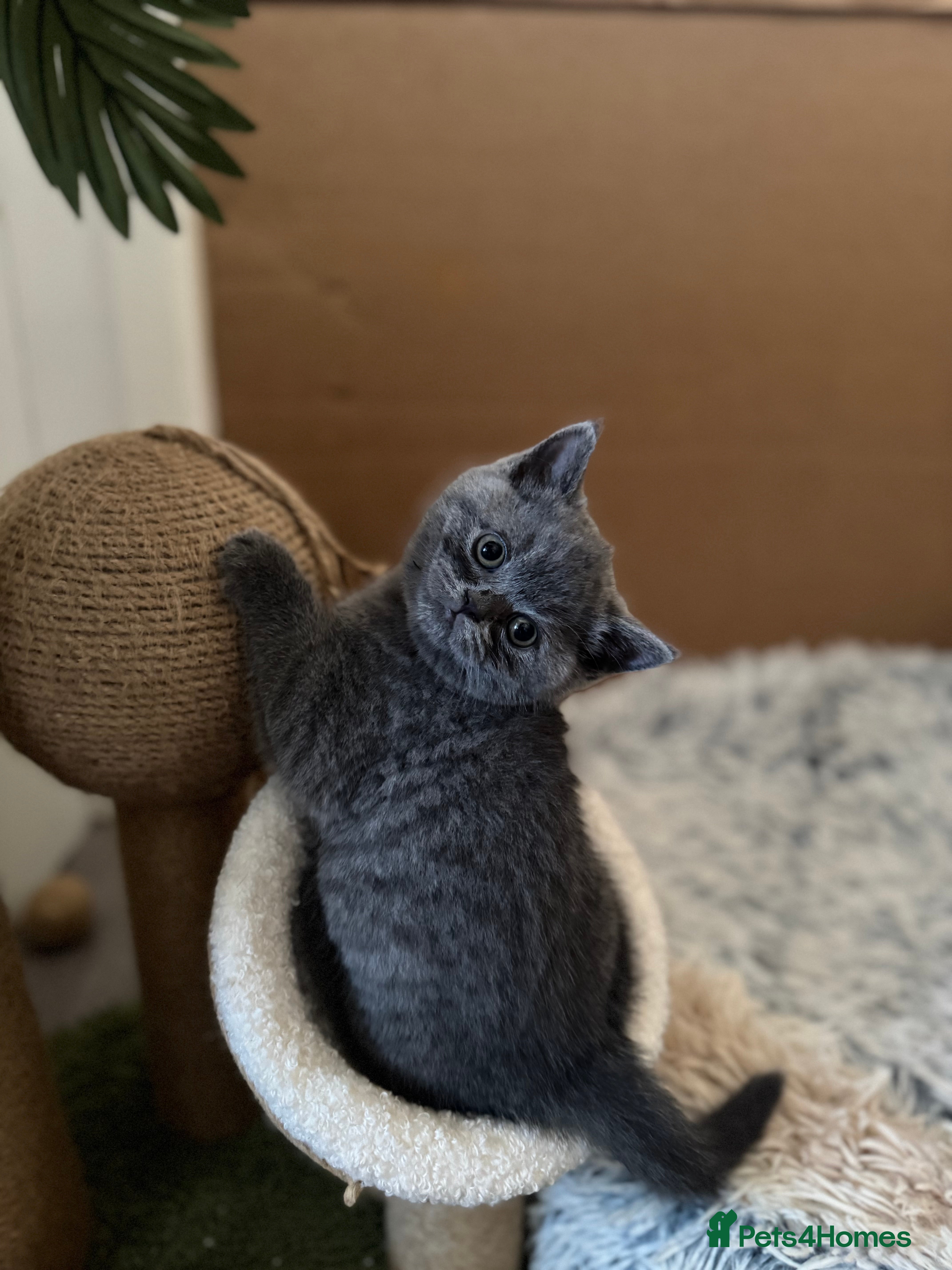 British Shorthair cats 4 British Shorthair Kittens For Sale - Advert 2