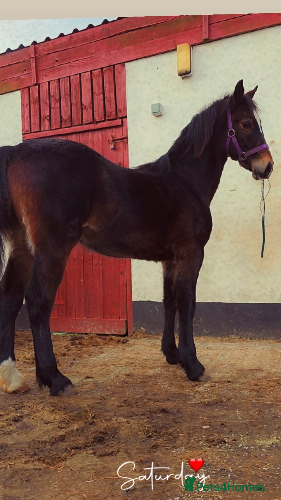 Welsh Section D horses Freddie the registered welsh d  - Advert 4