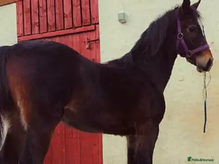 Welsh Section D horses Freddie the registered welsh d - Advert 2