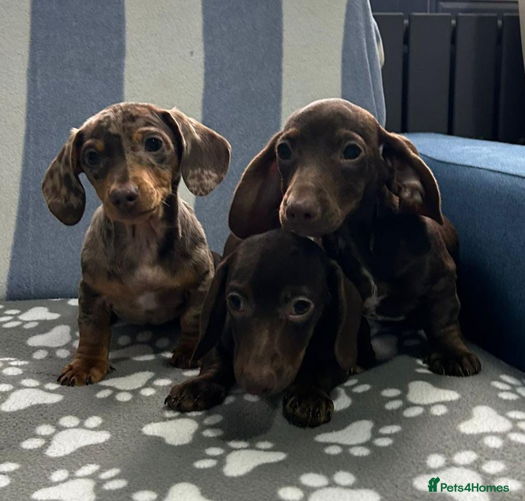 Dachshund dogs for sale: kc REG PRA CLR miniature dachshunds  - Advert 4