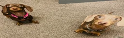 Miniature Dachshund dogs for sale: 🌟🌟Beautiful tan/fawn miniature dachshund🌟 🌟 - Advert 19