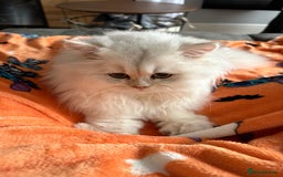 British Longhair cats for sale: Adorable Fluffy White Long-Haired Boy  - Image 3