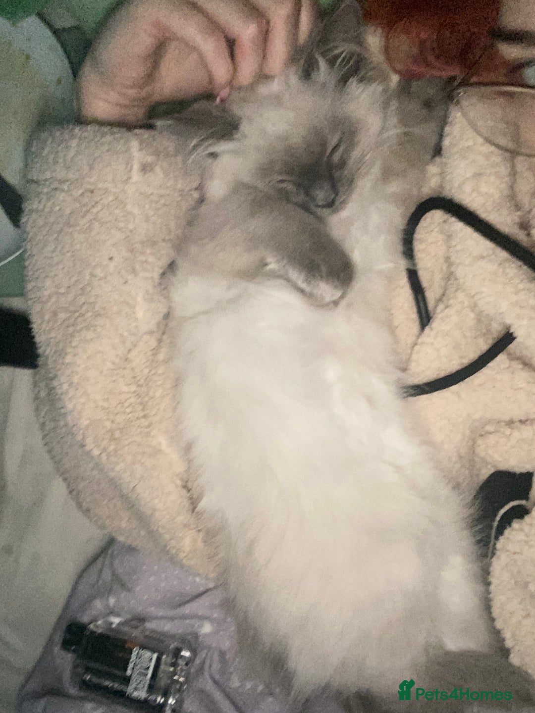 Maine Coon cats for sale: Tsuki Maine Coone White and Grey 1 Years Old - Advert 6