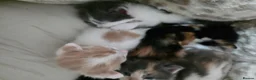 Mixed Breed cats for sale: Adorable Mixed Kittens Ready for Loving Homes - Advert 36