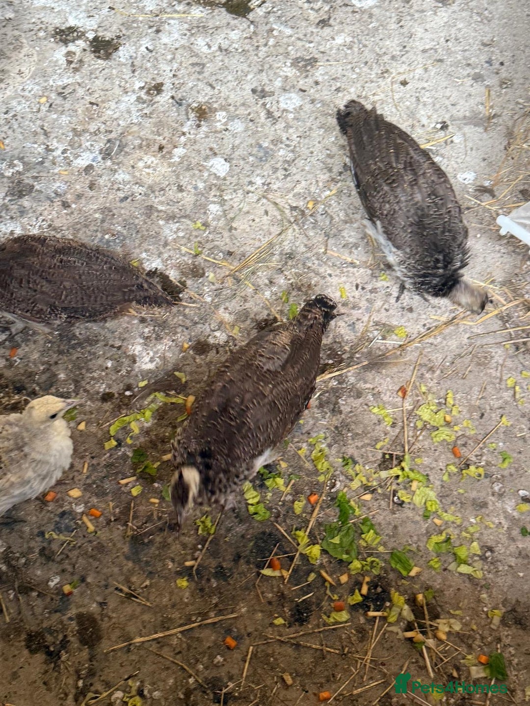 Peafowl poultry for sale: Mixed peafowl 10 weeks old  - Image 13