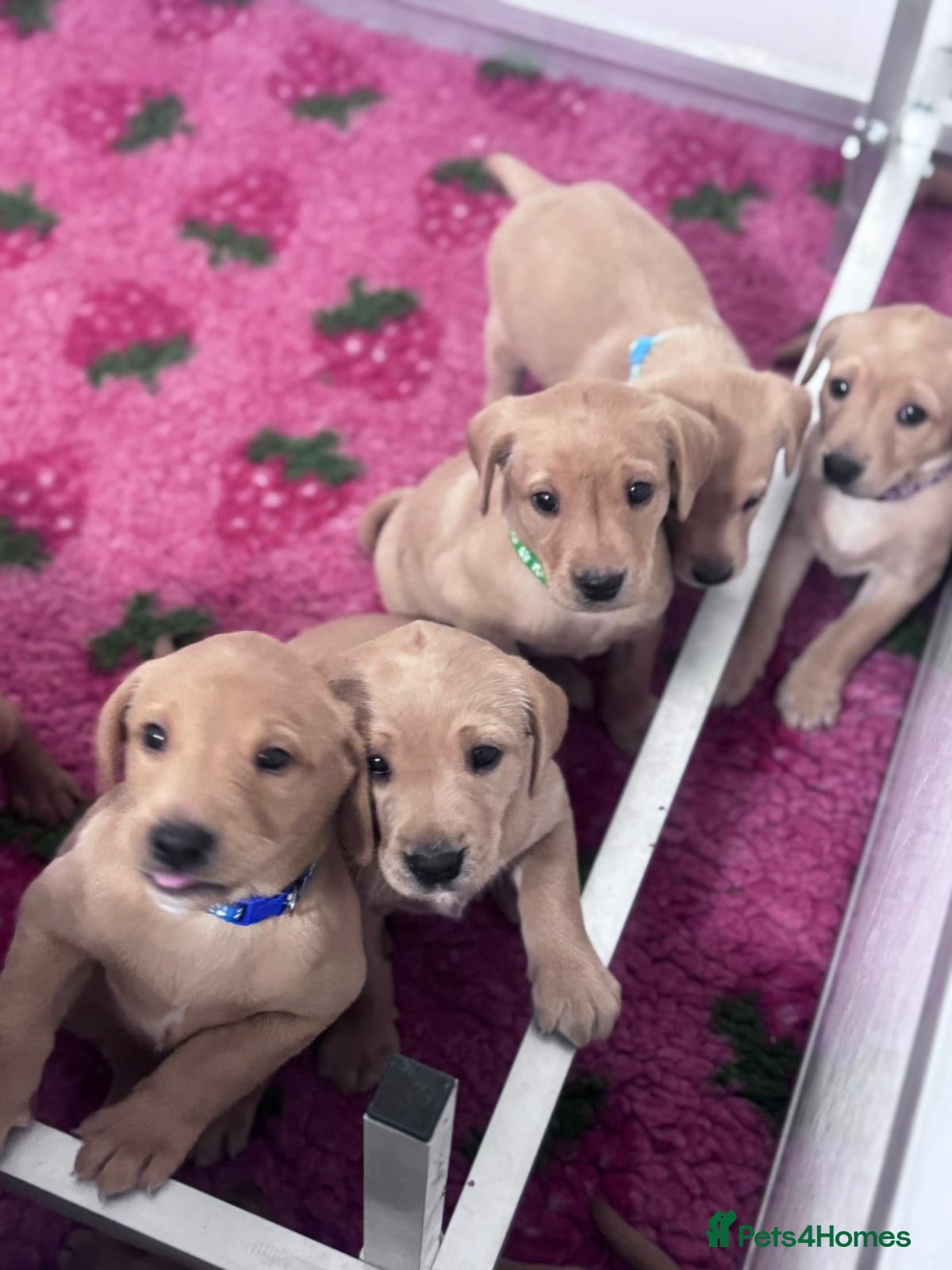 Labrador Retriever dogs Labrador puppies KC Fully health tested parents  - Advert 5