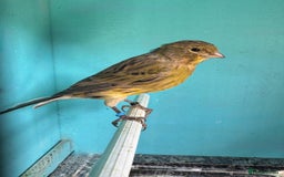Canaries birds for sale: Young canaries  - Image 3