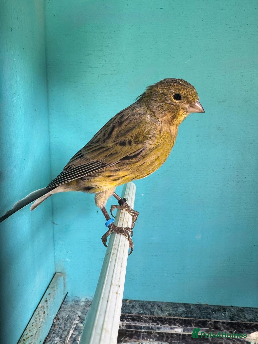 Canaries birds for sale: Young canaries  - Image 3
