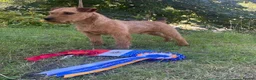 Lakeland Terrier dogs for stud: Proven Red Lakeland Terrier Stud in Builth Wells - Advert 4