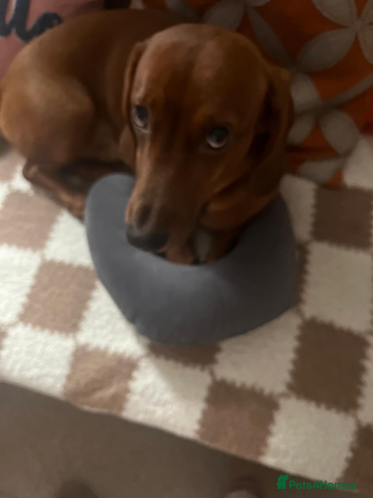Dachshund dogs 4-year-old male dachshund seeking experienced home - Advert 4