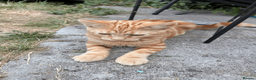 Domestic Shorthair cats for sale: Ash & Cody  - Advert 4