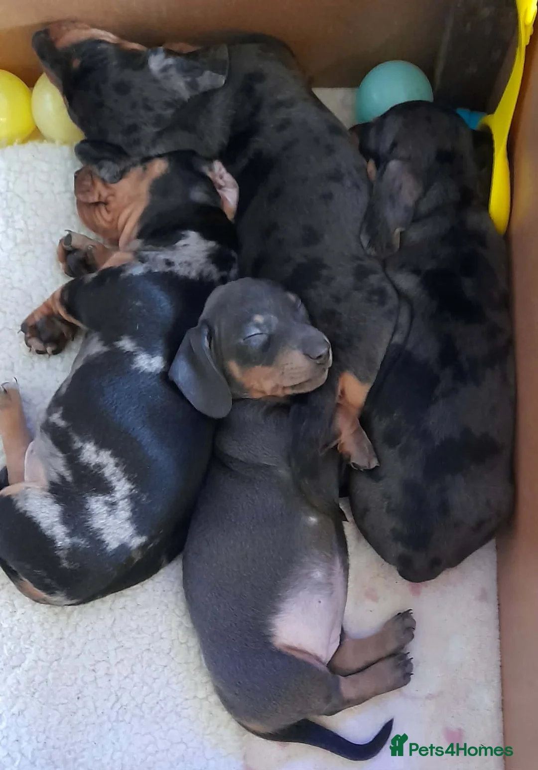 Dachshund dogs for sale: Beautiful dapple dachshunds  - Advert 8