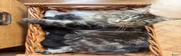 Maine Coon cats for sale: 1/2 Maine Coon Tabby, Grey Tabby and Black Kittens - Advert 2
