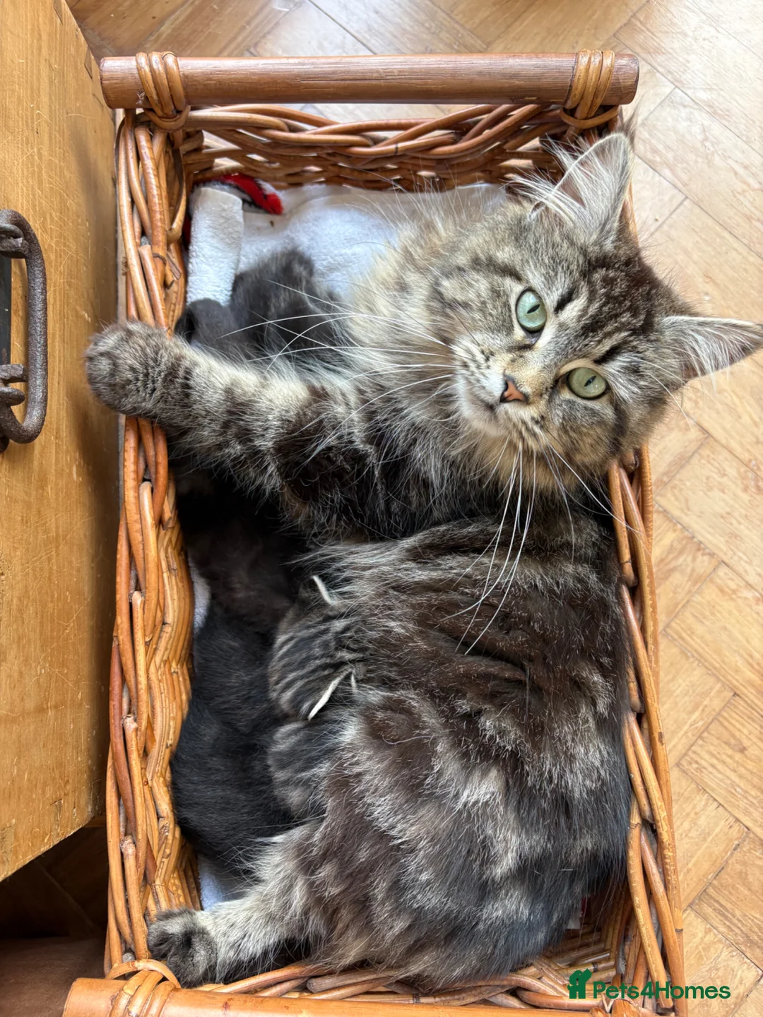 Maine Coon cats for sale: 1/2 Maine Coon Tabby, Grey Tabby and Black Kittens - Advert 2