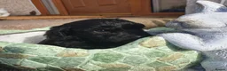 Cockapoo dogs for sale: cockapoo puppies f1 in Ayr - Advert 7