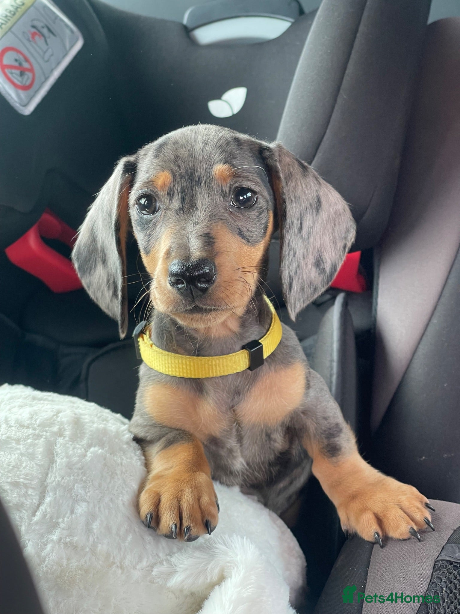 Miniature Dachshund dogs Gorgeous miniature dachshund puppies - Advert 1
