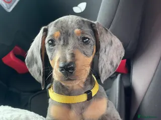 Miniature Dachshund dogs Gorgeous miniature dachshund puppies - Advert 1
