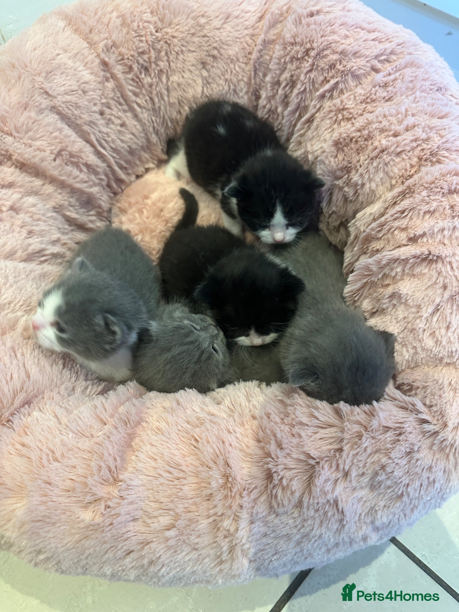 Mixed Breed cats British shorthair  - Advert 4