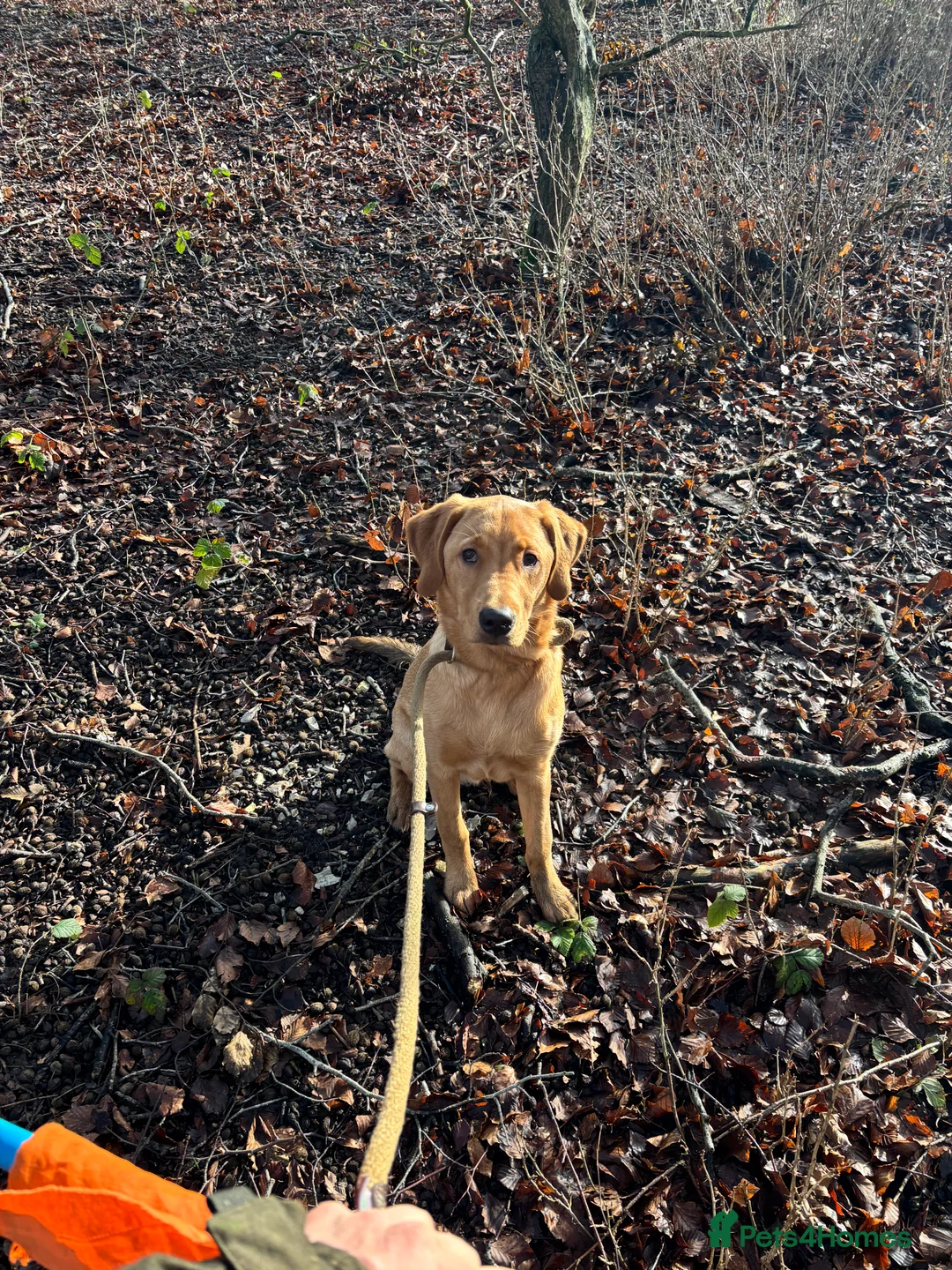 Goldador dogs for sale: Beautiful goldador puppy Milo 🧡 - Advert 2