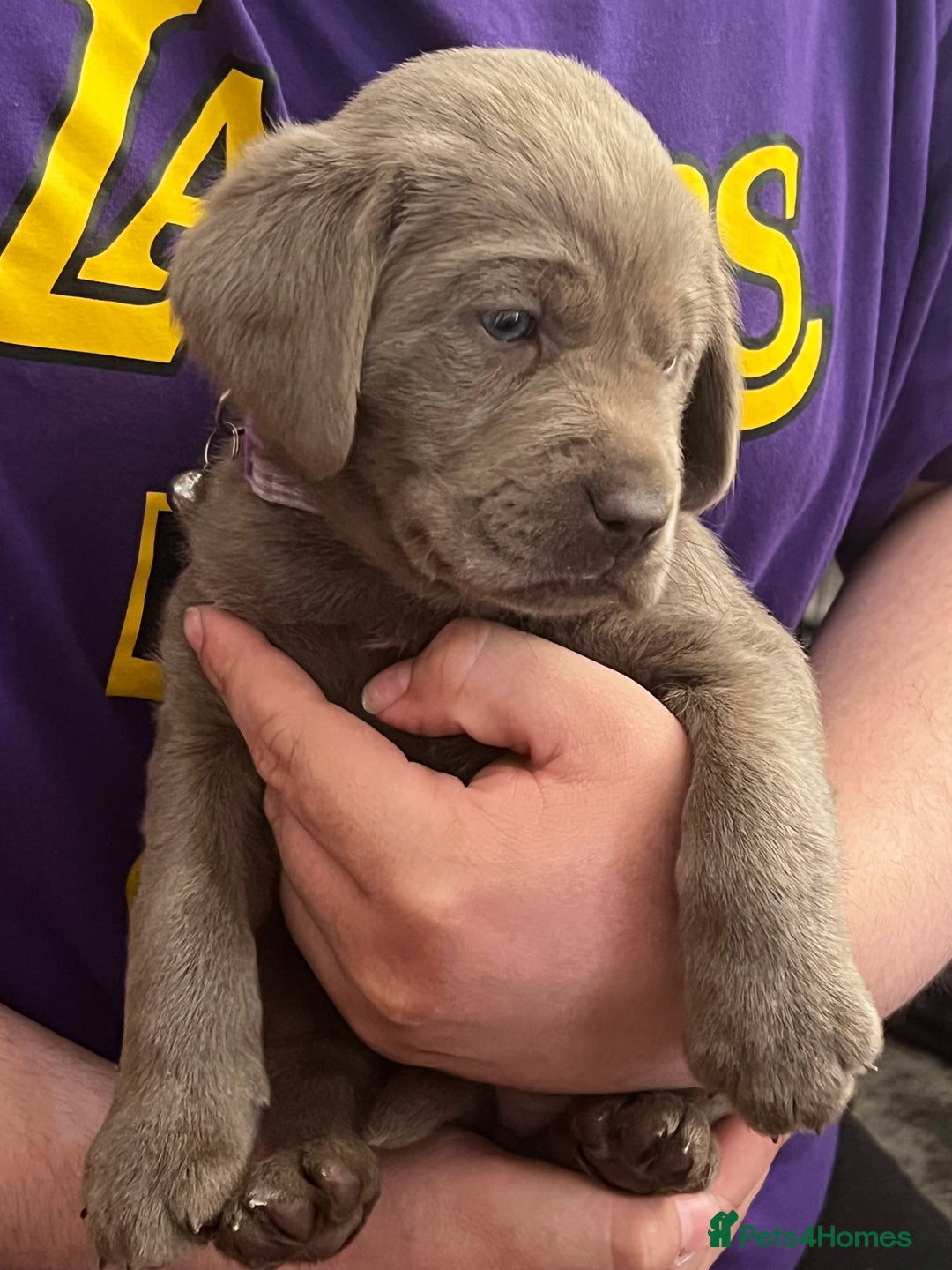 Labrador Retriever dogs for sale: Kc dna clear silver Labrador pups  - Advert 28