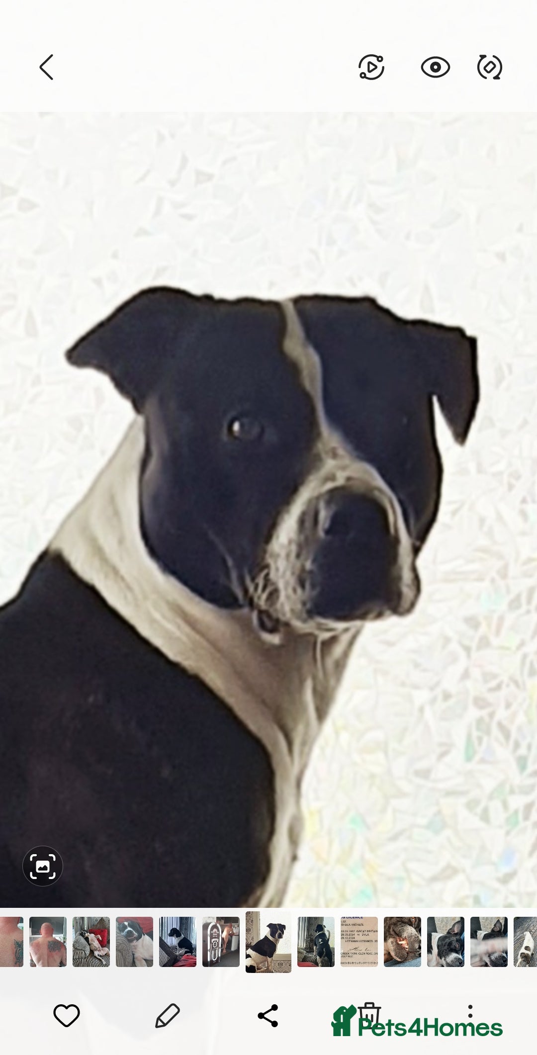 Staffordshire Bull Terrier dogs for stud: Buster ready for lady - Image 3