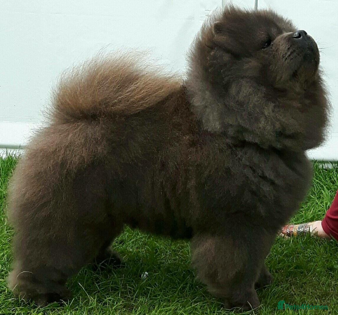 Chow Chow dogs Beautiful champion sired chow chow pups - Advert 6