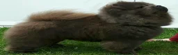 Chow Chow dogs for sale: Beautiful champion sired chow chow pups - Advert 3