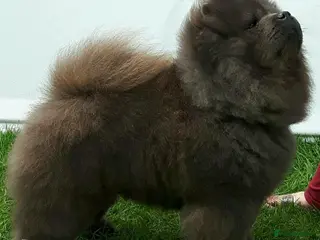 Chow Chow dogs Beautiful champion sired chow chow pups - Advert 6