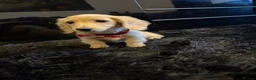 Dachshund dogs for sale: Kc registered miniature cream long hair puppies - Advert 1
