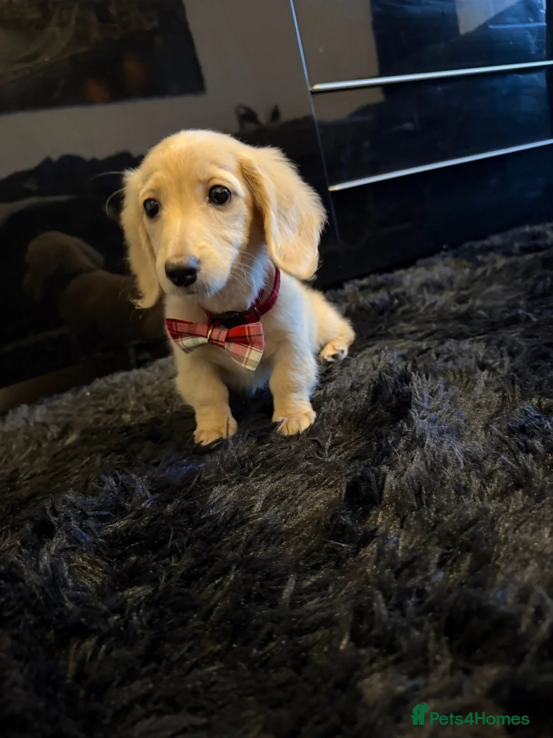 Dachshund dogs for sale: Kc registered miniature cream long hair puppies - Advert 1